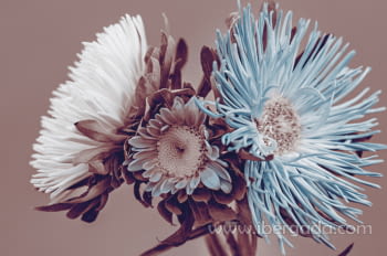 Fotografía Margaritas (120x80)