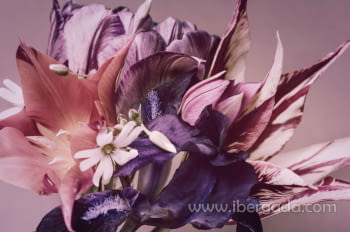 Fotografía Flores Fondo Lila (120x80)