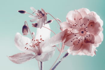 Fotografía Flores Fondo Azul (120x80)