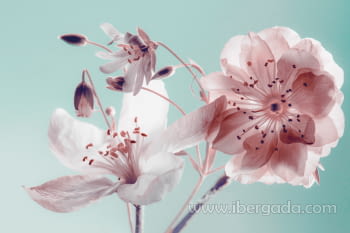 Fotografía Flores Fondo Azul (120x80)