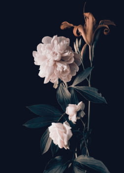 Fotografía Flores Fondo Negro (120x80)