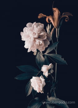 Fotografía Flores Fondo Negro (120x80)