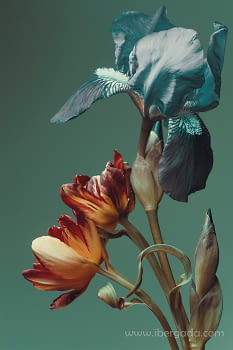 Fotografía Flores Fondo Verde (120x80)