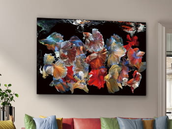 Fotografía  Peces Siam (100x150)