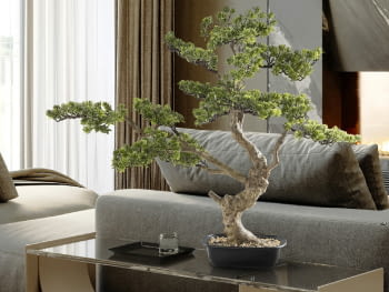 Bonsai Sokan 81cm