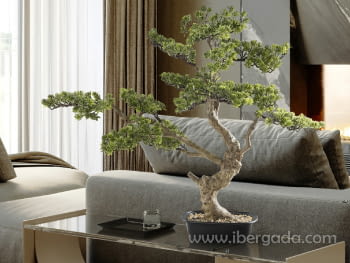 Bonsai Sokan 81cm