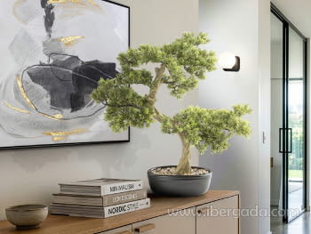 Bonsai Bankan 75cm