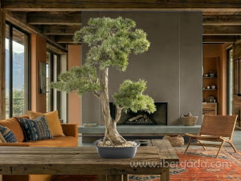 Bonsai Chokkan 83cm