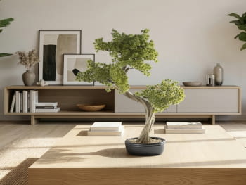 Bonsai Chokkan II 49cm