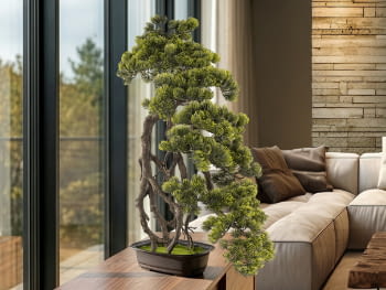 Bonsai Kengai 74cm