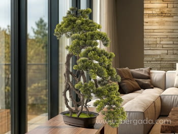 Bonsai Kengai 74cm