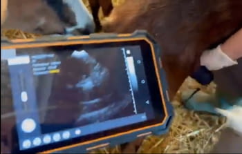 Ultrasound in goats with FUTURE WIFI