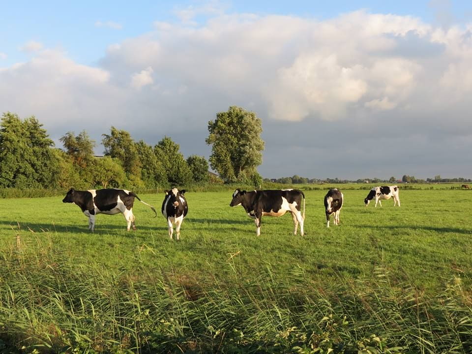 Les nostres vaques A2: selecció genètica, benestar animal i traçabilitat