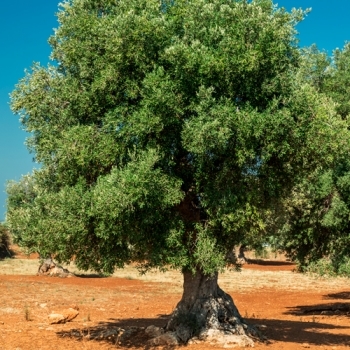 Yahudi pohon Yahudi Berlomba