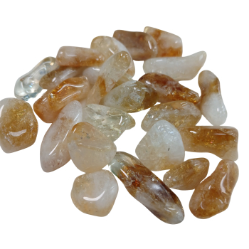 Còdol de citrí - 3