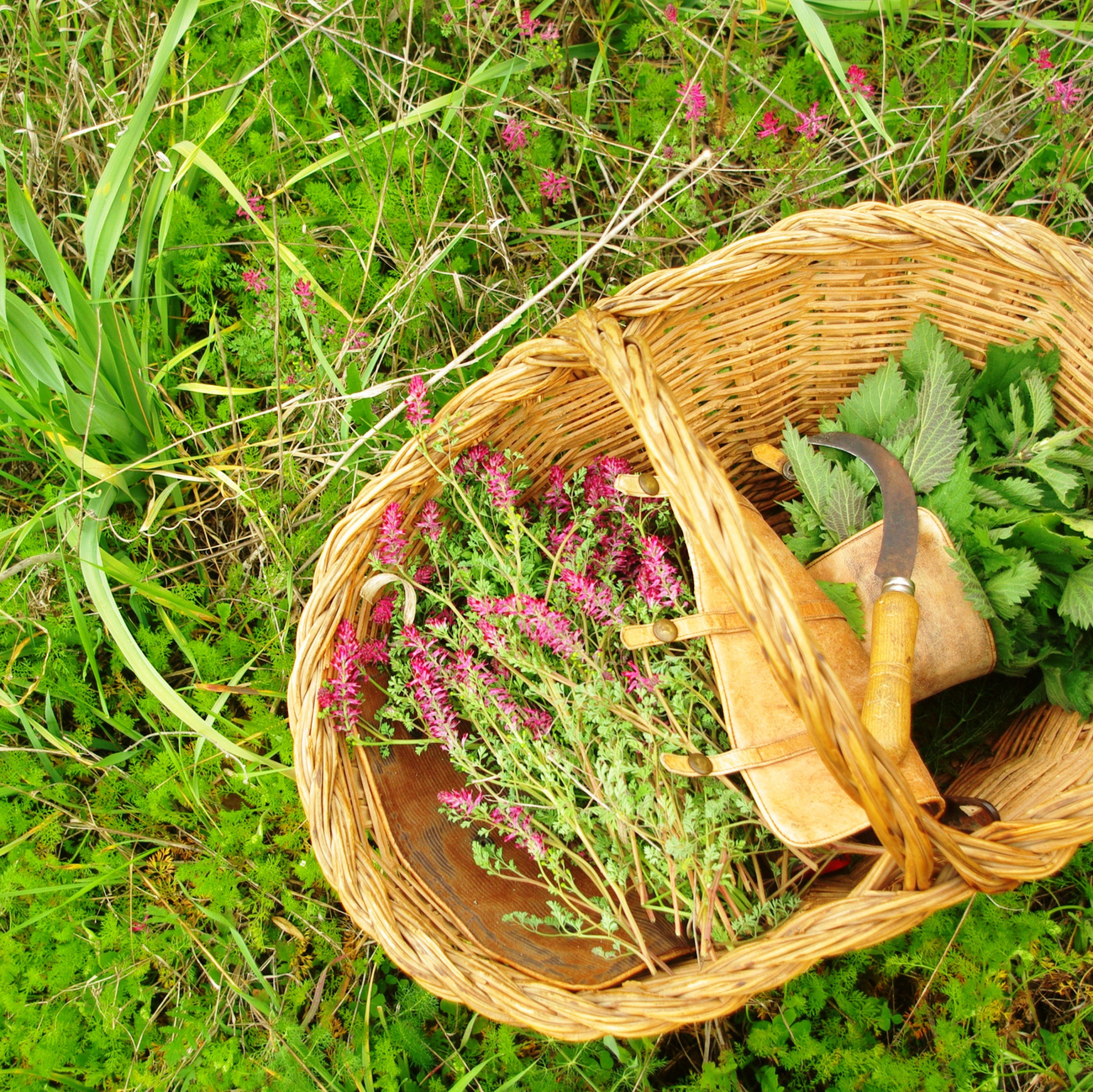 Els dons vegetals, plantes per la Vida - 