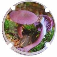 ROGER BERTRAND V. 22208 X. 80808 (PIMPINELA MORADA)