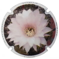 JOAN PIÑOL TORRENTS X. 137045