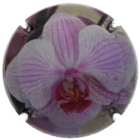 FUCHS DE VIDAL X. 157476 (ROSE)