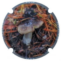 MAS BERTRAN X. 168708