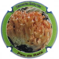 XIC D'ALFONS X. 216766