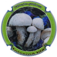 XIC D'ALFONS X. 213888