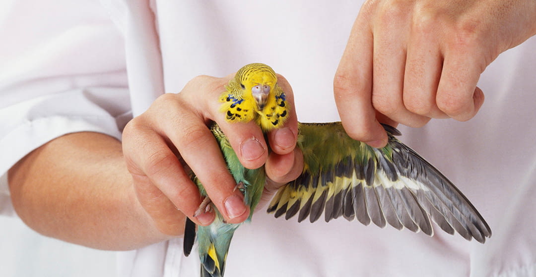 Molting bird plumage | RSL Pets