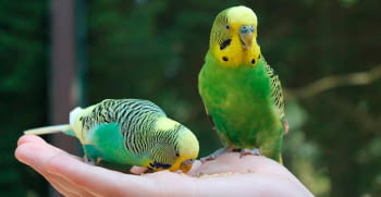 El dilema de las aves domésticas, tenerlas en pareja o en solitario
