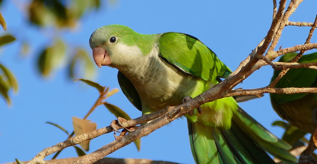First evidence of different dialects in parrots depending on the city