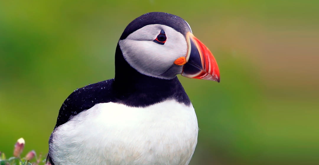 The Atlantic Puffin. The “penguin” who could fly in the famous film Happy Feet 2.