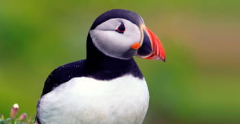 The Atlantic Puffin. The “penguin” who could fly in the famous film Happy Feet 2.