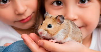 Types of hamsters and their differences