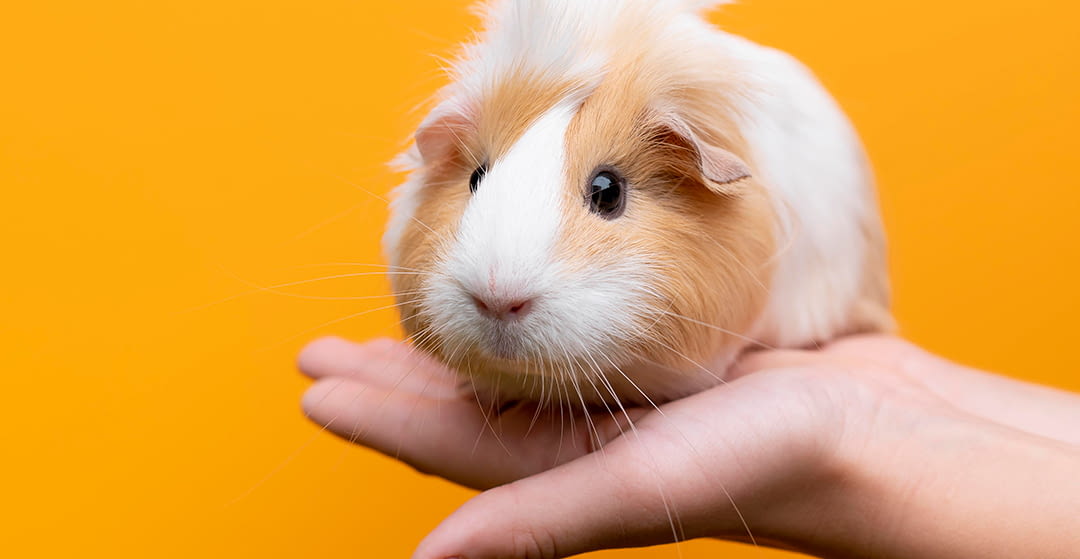 A male guinea pig manages to infiltrate the females' area and impregnates at least a hundred of them.