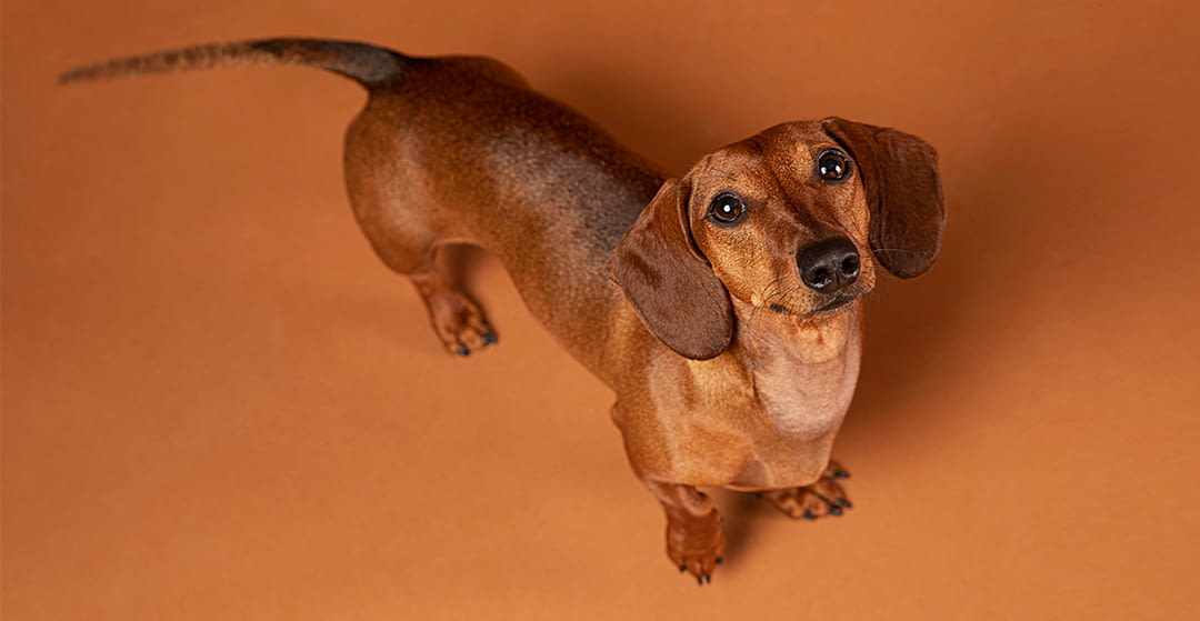 Controversy in Germany over the fate of dachshunds
