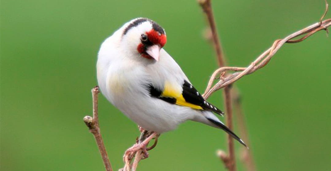White Goldfinch Care