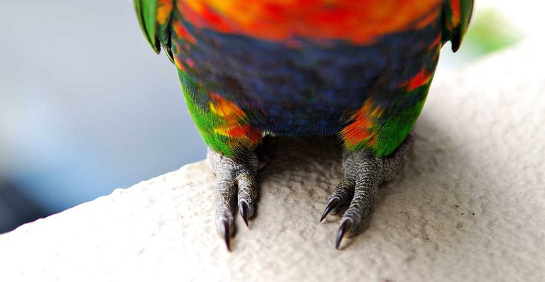 Corte de uñas de aves. Conceptos básicos para transmitir a tus clientes.