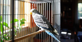 Why is UVB/UVA light important for captive birds?