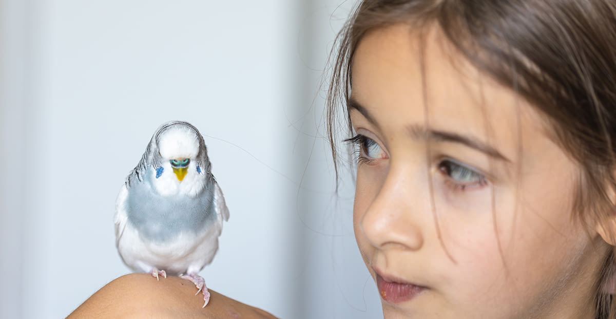 ¿Qué pájaros son más fáciles de domesticar?