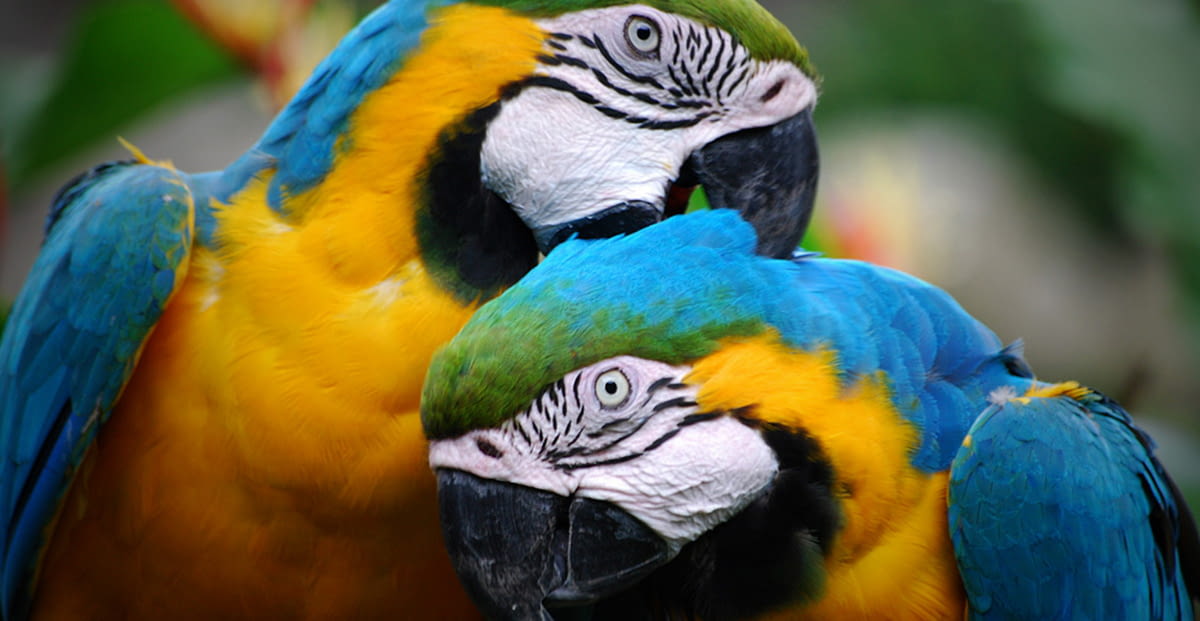 Why are parrots monogamous? Key insights to understand their behavior