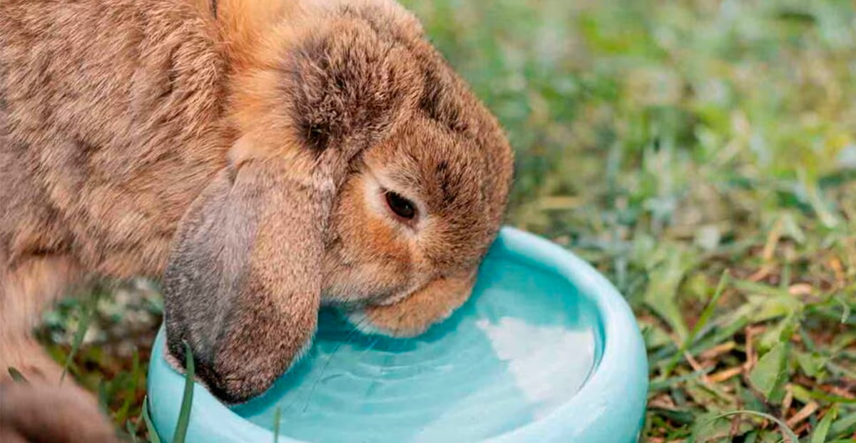 How to keep rabbits, guinea pigs, and small rodents from the summer heat: essential recommendations for stores and professionals