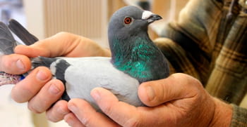The world of pigeon breeding and the competition pigeon theft that shook Fortuna, Spain.