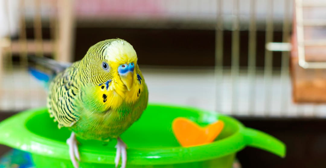 Heat stroke in birds: symptoms and how to protect them