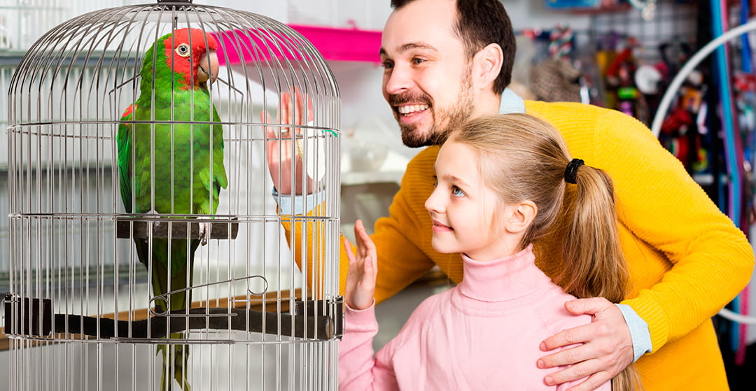 Longevidad de los pájaros