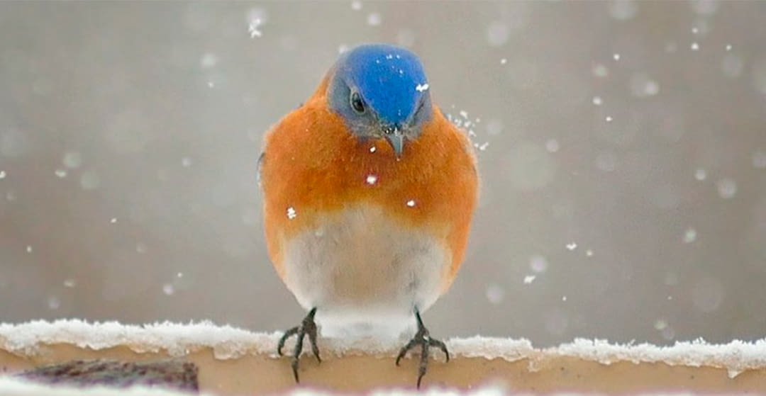 5 important keys to protect birds from the cold.