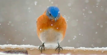 5 important keys to protect birds from the cold.