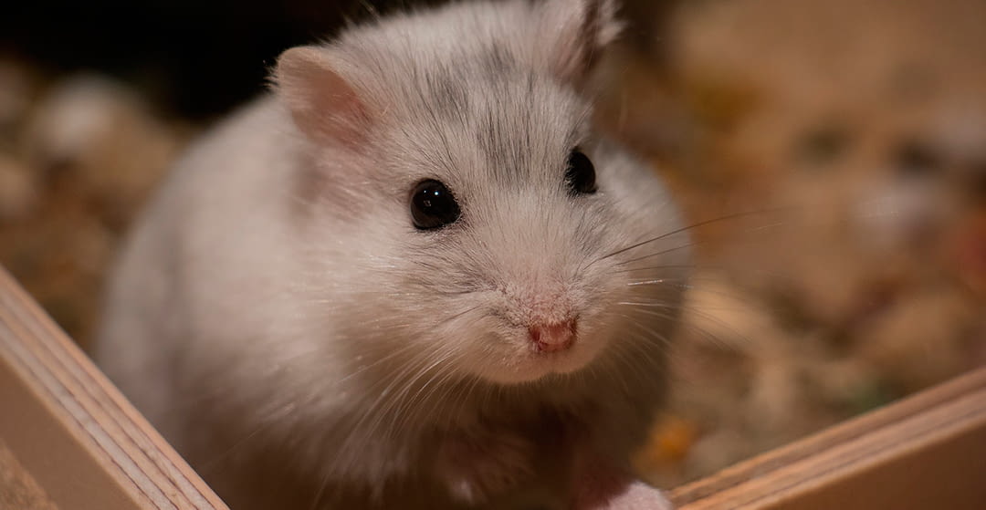 Hamster eat outlet bread