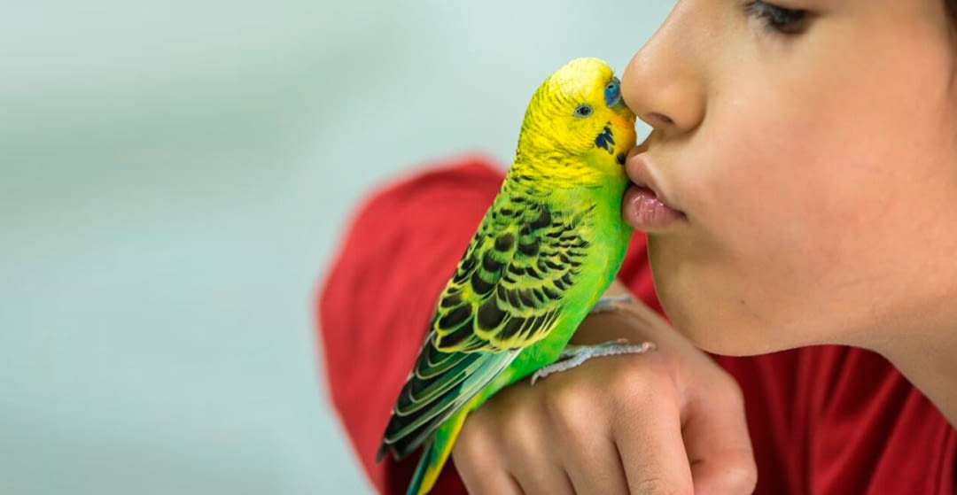 Most common types of birds such as pets