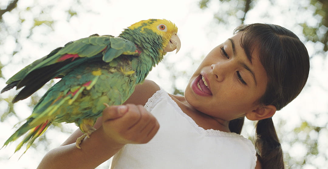 Why do parrots talk?