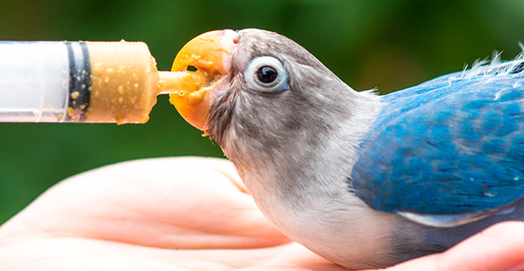 The importance of vitamins in bird development