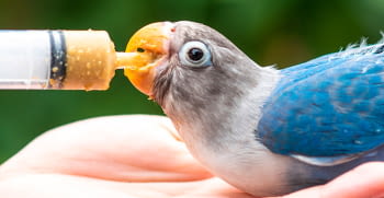La importancia de las vitaminas en el desarrollo de las aves